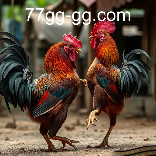 The Complex World of Cockfighting and the Role of 77gg